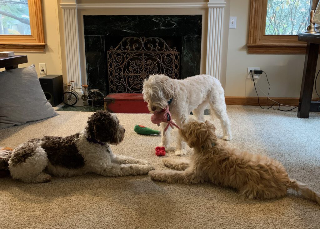 labradoodles playing