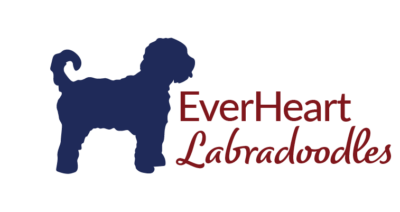 EverHeart Labradoodles Australian Labradoodle Breeder | Ohio