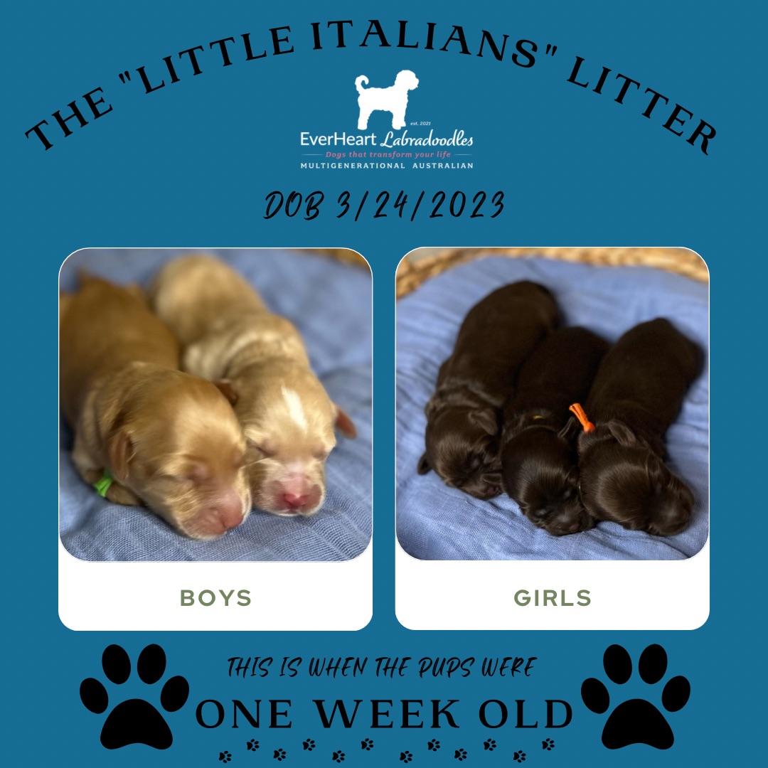 One Week Old Puppies