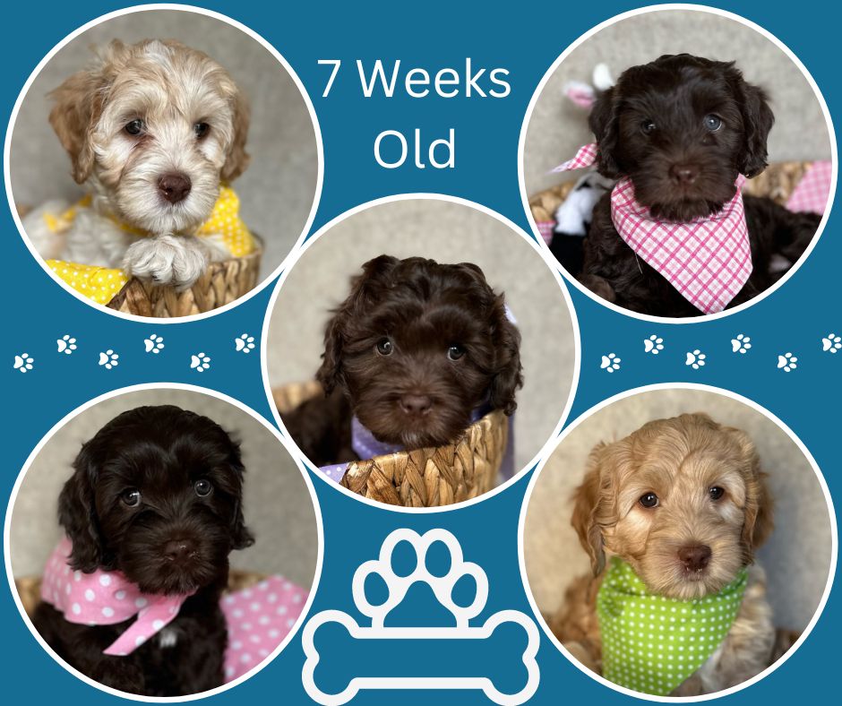 7 week old puppies