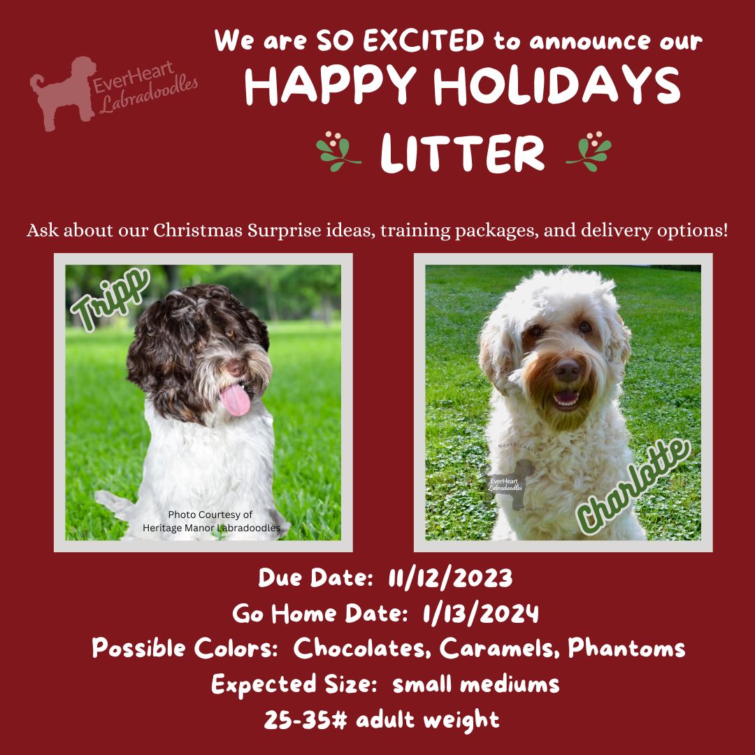 Announcement for Holiday Litter of puppies. Go Home date January 2024.
