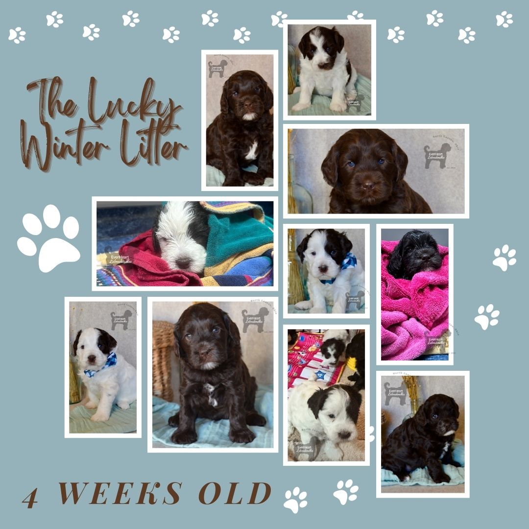 4 weeks old collage The Lucky Winter Litter Picture